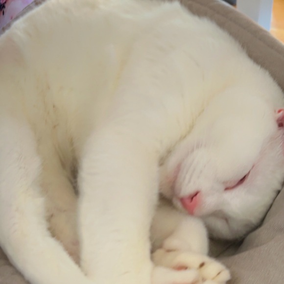 💗 - Picture 1 of 7